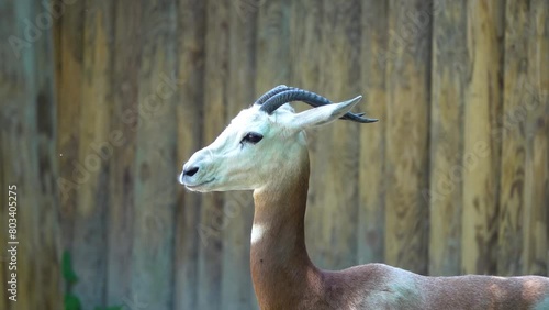 Dama gazelle, addra or mhorr gazelle (Nanger dama ruficollis, formerly Gazella dama) is species of gazelle. It lives in Africa in the Sahara desert and the Sahel. photo
