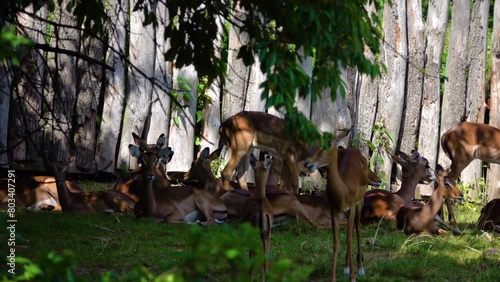 A herd of Impala antelopes near a wooden fence. Impala (Aepyceros melampus) is medium-sized antelope found in eastern and southern Africa. It features a glossy, reddish brown coat.