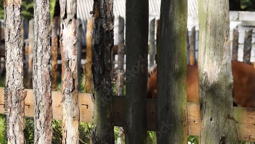 Beige horse eating grass near a wooden fence.