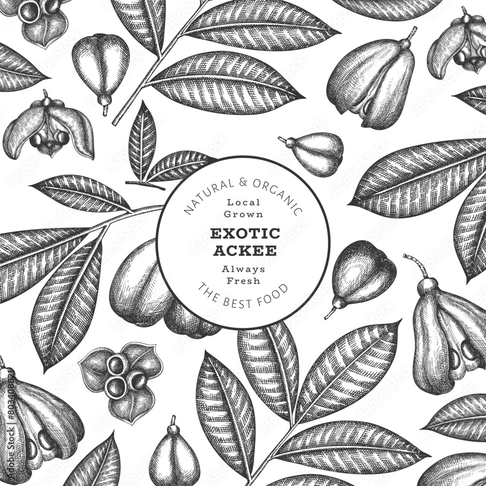 Hand drawn sketch style ackee banner. Organic fresh food vector illustration. Retro exotic fruit design template. Engraved style botanical background. Hand drawn sketch style ackee banner. Organic fresh food vector illustration. Retro exotic fruit design template. Engraved style botanical background.