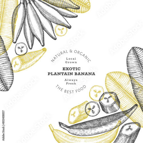 Hand drawn sketch style plantain banner. Organic fresh fruit vector illustration. Retro exotic banana fruit design template
