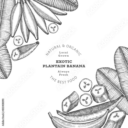 Hand drawn sketch style plantain banner. Organic fresh fruit vector illustration. Retro exotic banana fruit design template