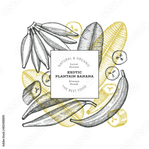 Hand drawn sketch style plantain banner. Organic fresh fruit vector illustration. Retro exotic banana fruit design template