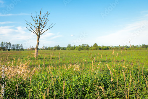 On a green meadow a withered tree stands lonely and alone