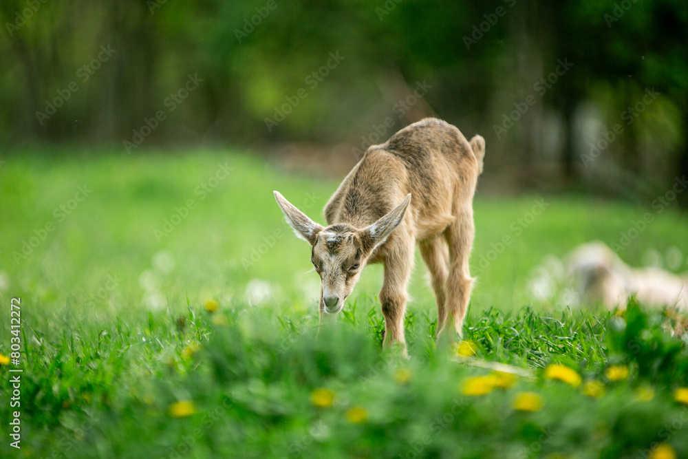 Obraz premium sweet little goat on the grass