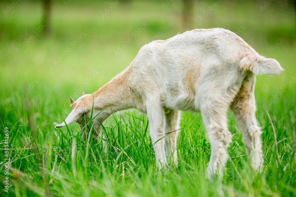 Fototapeta premium sweet little goat on the grass