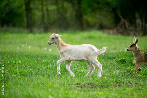  sweet little goat on the grass