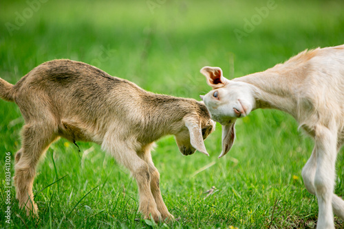  sweet little goat on the grass