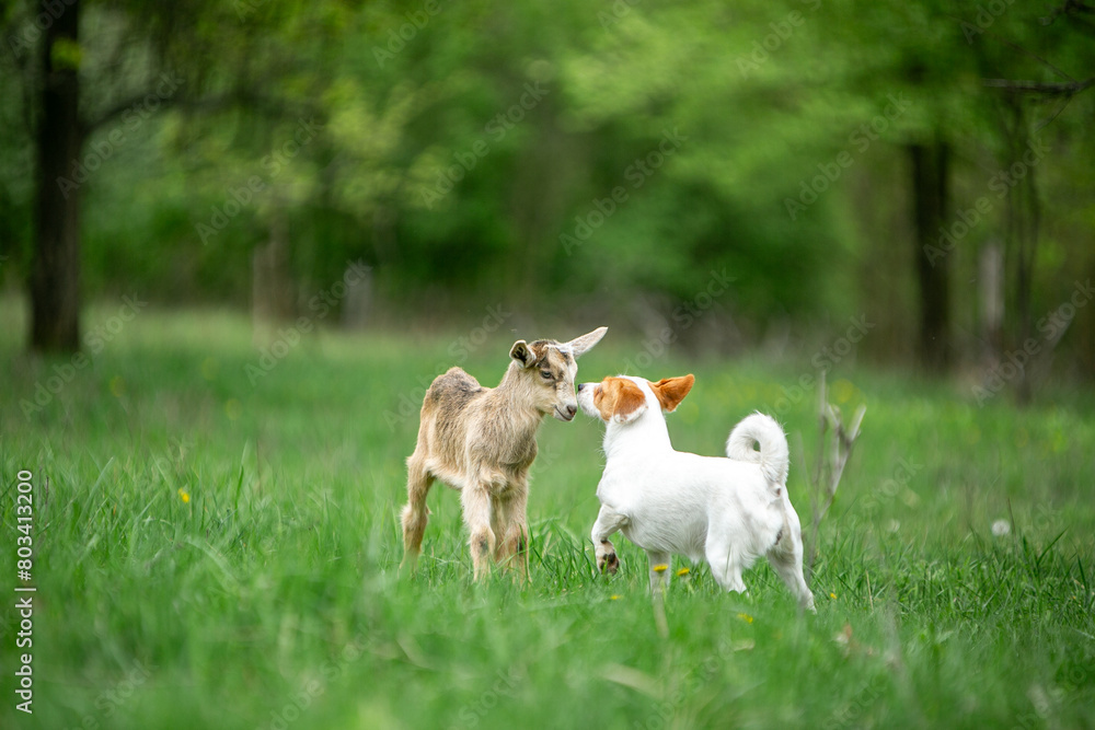 sweet little goat on the grass sweet little goat on the grass