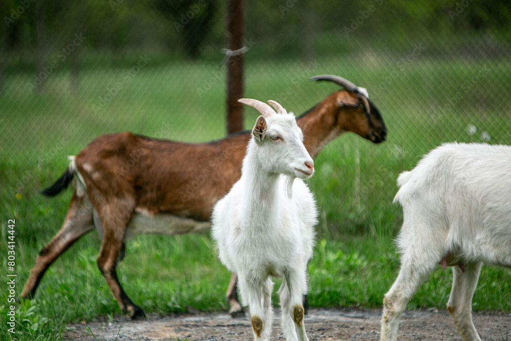 sweet little goat on the grass sweet little goat on the grass