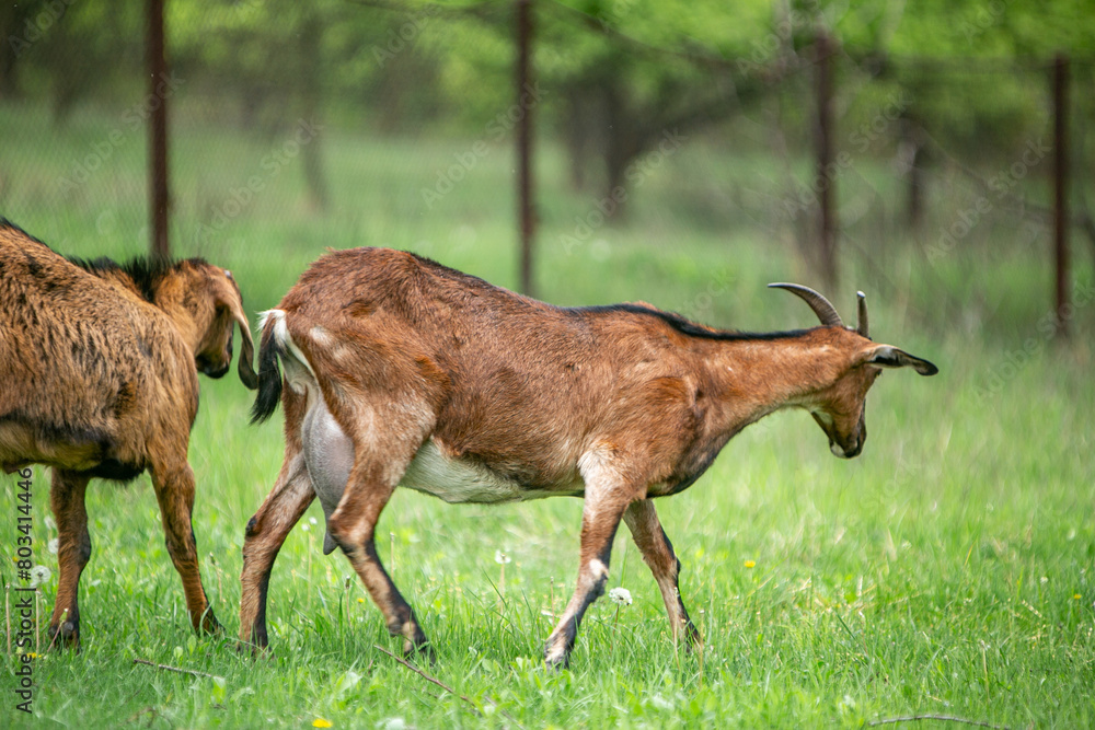  sweet little goat on the grass