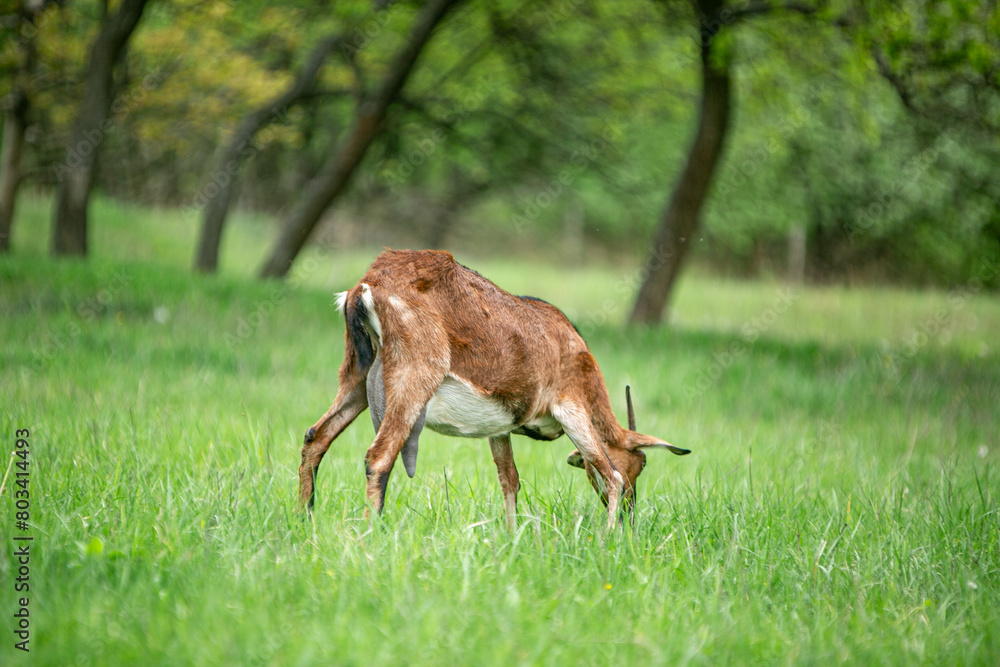 Fototapeta premium sweet little goat on the grass