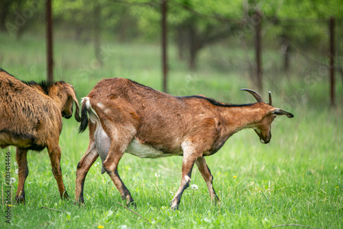  sweet little goat on the grass