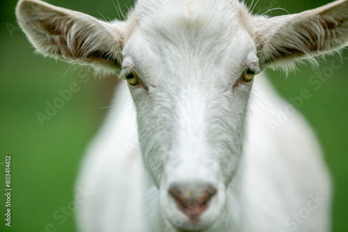  sweet little goat on the grass