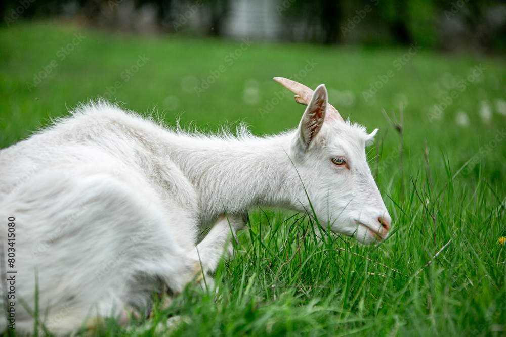  sweet little goat on the grass