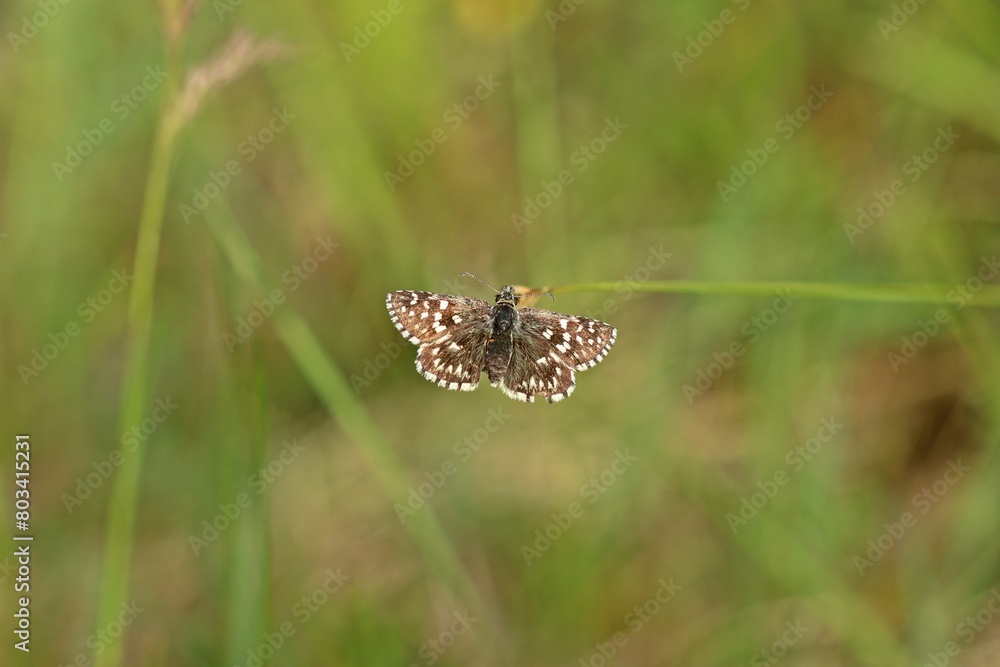 Kleiner Würfel-Dickkopffalter (Pyrgus malvae). Kleiner Würfel-Dickkopffalter (Pyrgus malvae).