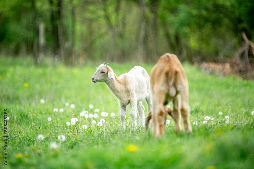 Fototapeta premium sweet little goat on the grass