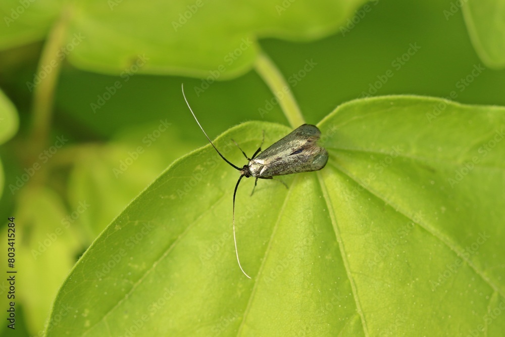 Fototapeta premium Männliche Langhornmotte Adela reaumurella
