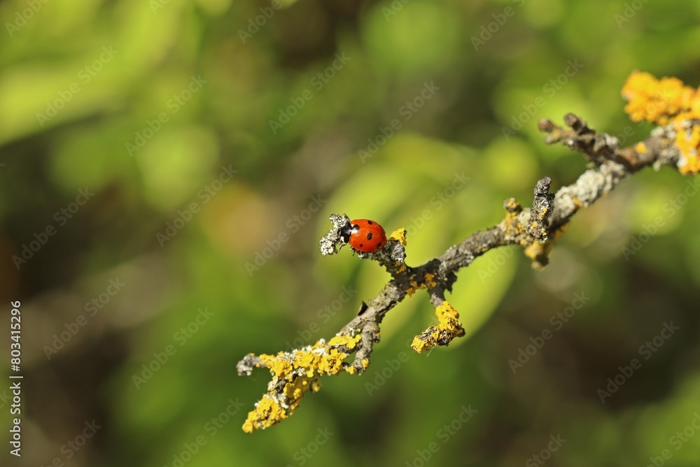 Siebenpunkt-Marienkäfer (Coccinella septempunctata) auf flechtenbewachsenem Zweig Siebenpunkt-Marienkäfer (Coccinella septempunctata) auf flechtenbewachsenem Zweig
