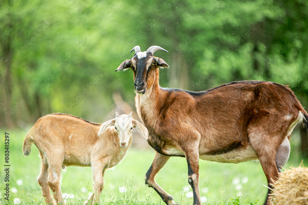  sweet little goat on the grass