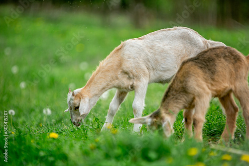  sweet little goat on the grass © Keit