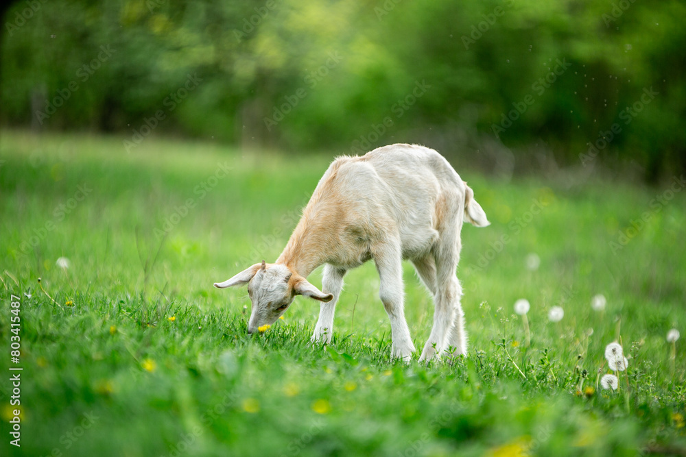 Fototapeta premium sweet little goat on the grass