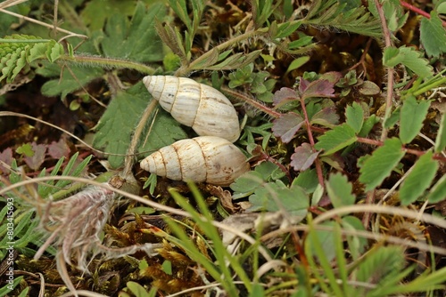 Märzenschnecke (Zebrina detrita) photo