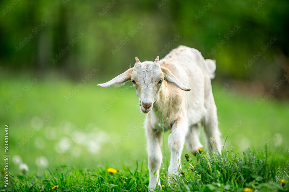 Fototapeta premium sweet little goat on the grass
