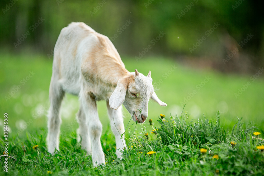 sweet little goat on the grass sweet little goat on the grass