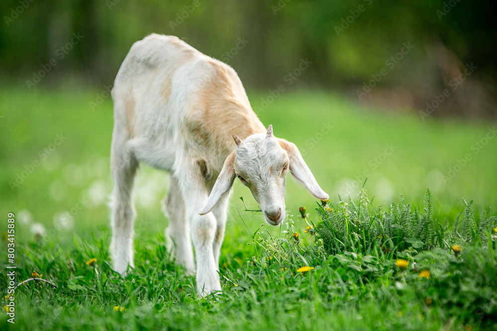 Fototapeta premium sweet little goat on the grass