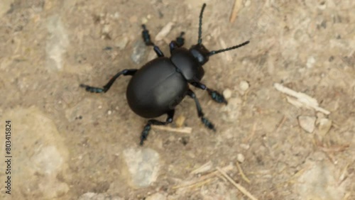 Wallpaper Mural Tatzenkäfer (Timarcha tenebricosa) Torontodigital.ca