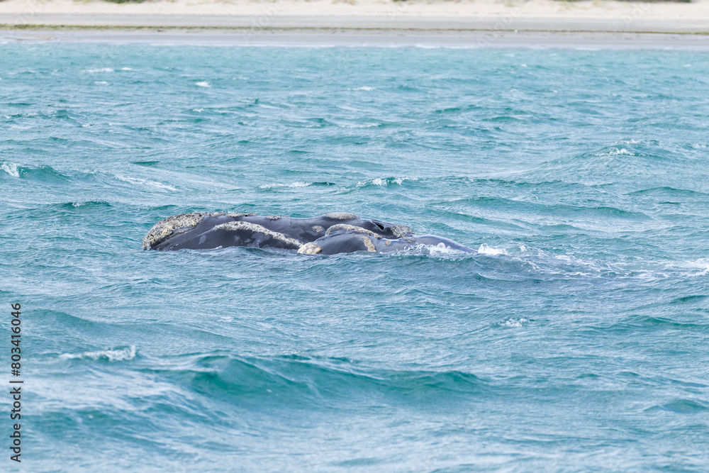 Obraz premium Whale watching from Valdes Peninsula,Argentina. Wildlife
