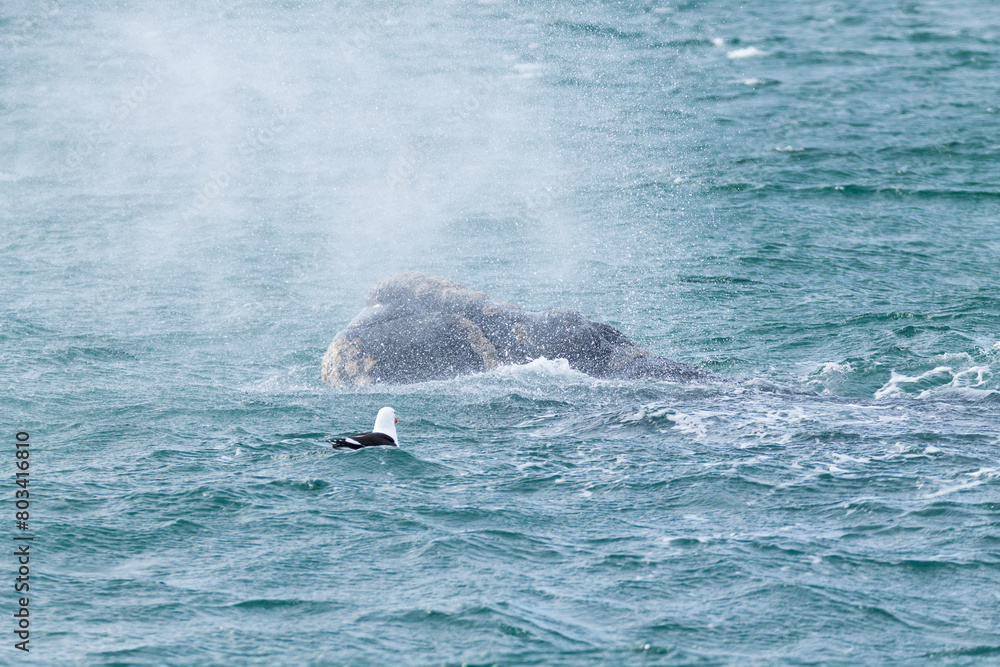 Fototapeta premium Whale watching from Valdes Peninsula,Argentina. Wildlife