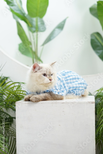 Beautiful adult Ragdoll fur cat, sitting relaxed facing sideways with sharp gaze, in tropical garden interior studio