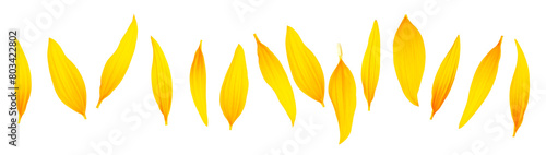 Collection of yellow sunflower petals isolated on a white background, top view.