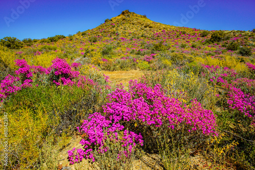 Landscape of vivid pink flowers on succulent ice plant and rocky hill during spring in the Little Karoo near Oudtshoorn, Western Cape, South Africa