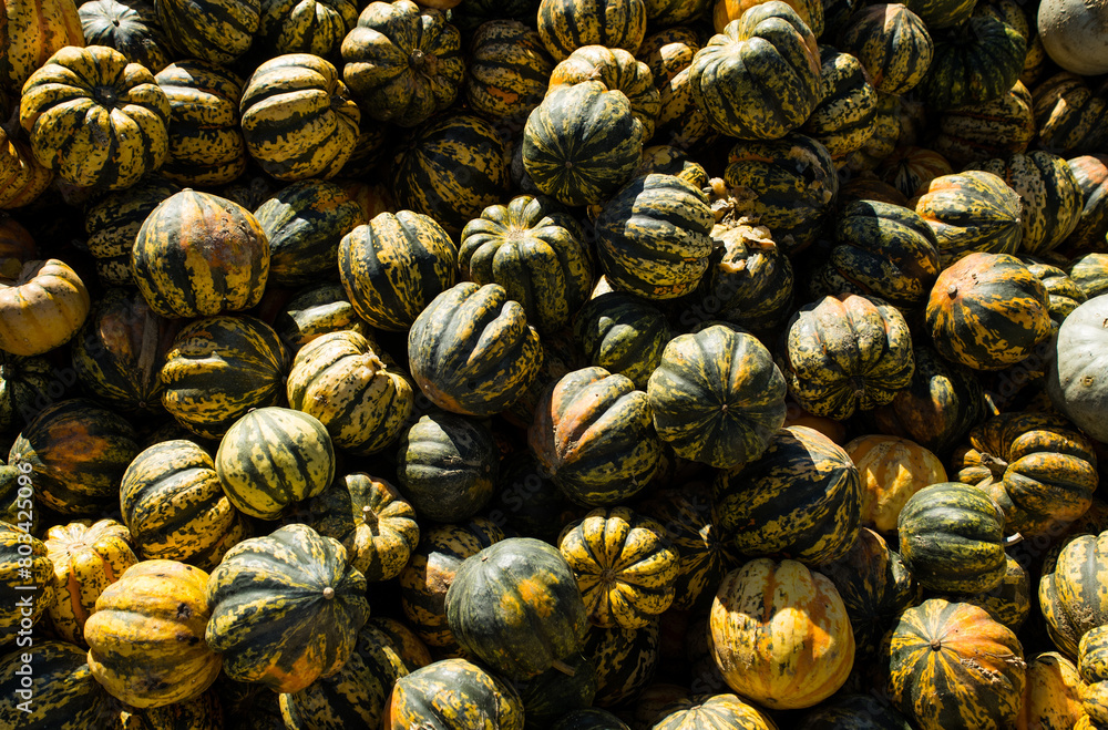 Pumpkins at the Farmers Market. Beautiful Autumn Halloween and Harvest Background. Yellow and Green Colors. Pumpkins at the Farmers Market. Beautiful Autumn Halloween and Harvest Background. Yellow and Green Colors.