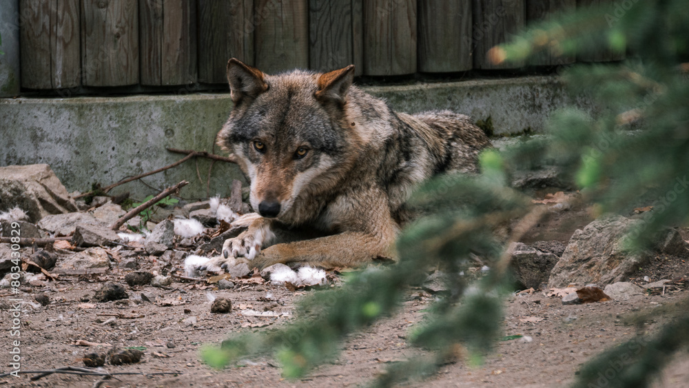 The wolf rests after eating. The wolf rests after eating.