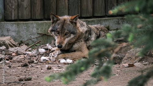 The wolf rests after eating.