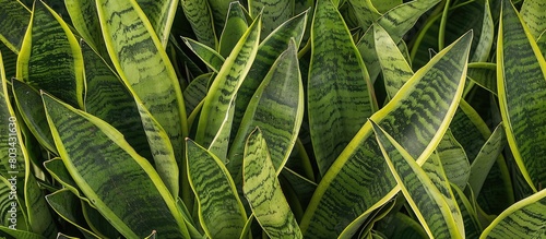 The Sansevieria bacularis features rigid, fleshy foliage that stands upright and narrows towards the end, colored in a shade of green.