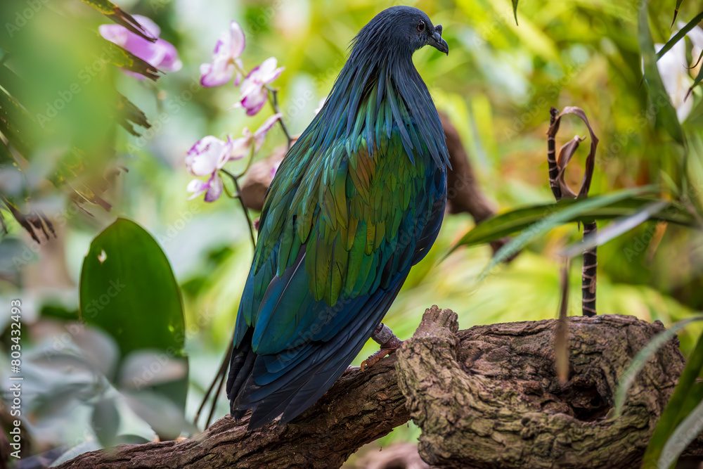Fototapeta premium Nicobar Pigeon