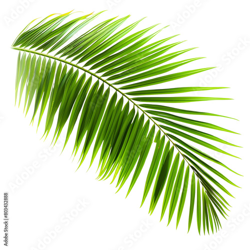 A leafy green palm tree branch