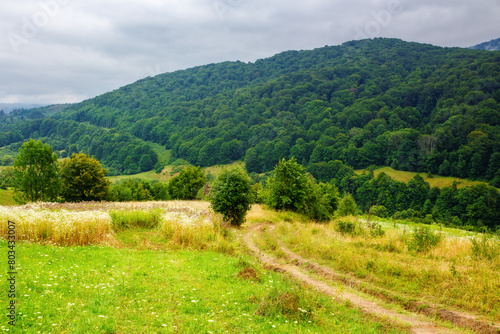 carpathian countryside of ukraine on a cloudy summer day. trees on the abandoned rural fields in mountains. counrty dirt road winding down the hill photo
