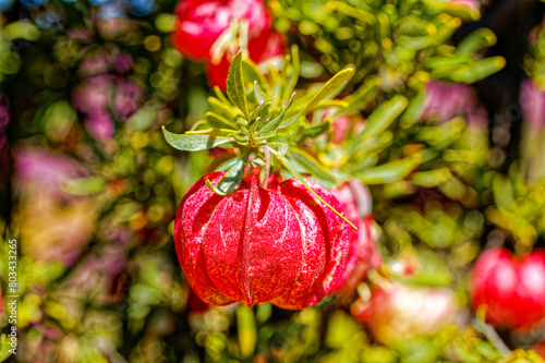 Bright red lantern shaped fruit in spring on a lantern bush tree, sometimes also called the Chinese lantern tree in the Little Karoo near Oudtshoorn, Western Cape, South Africa photo