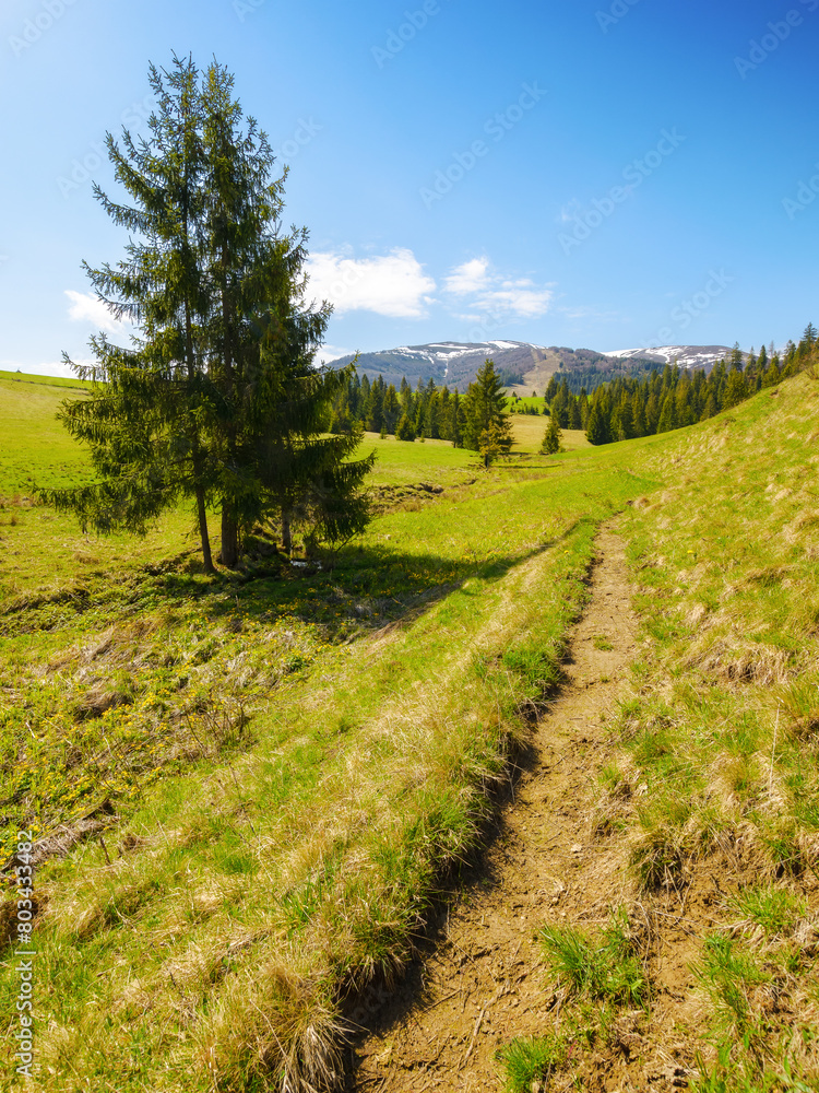 spruce tree near trail path to mountains. beautiful caprathian countryside on a sunny morning in spring. distant borzhava ridge with snow capped tops spruce tree near trail path to mountains. beautiful caprathian countryside on a sunny morning in spring. distant borzhava ridge with snow capped tops