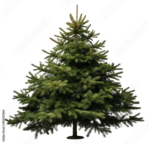 PNG Tree christmas spruce plant transparent background