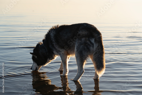 A husky dog       drinks water from a lake.