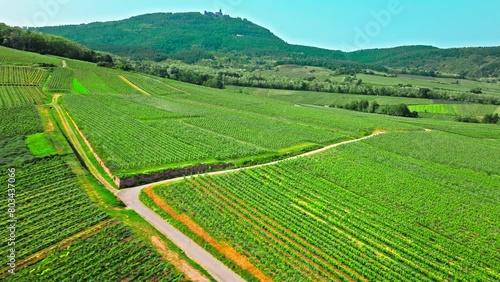 Aerial view of vineyards rows in France. French vineyard plantations. Vine of grapes fields in France.