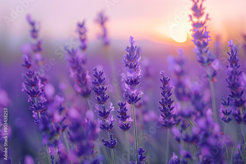 A field of lavender sways gently in the breeze  the purple hue deepening towards the horizon where the sky meets the earth.