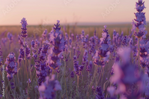 A field of lavender stretches towards the horizon  the purple hue deepening as the flowers sway gently in the breeze.